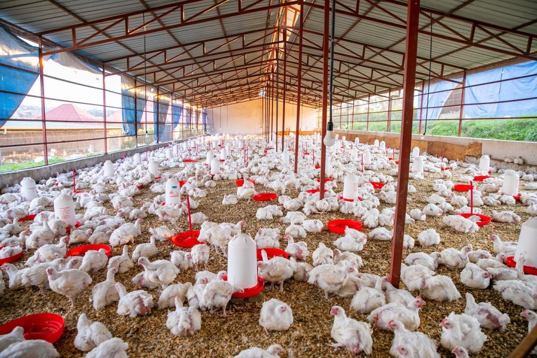 Farm