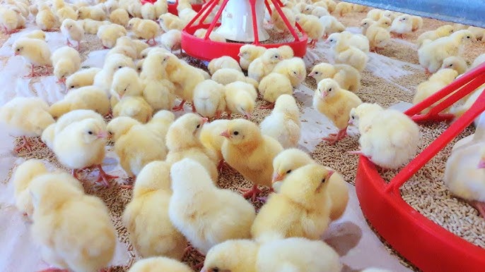 Chicks