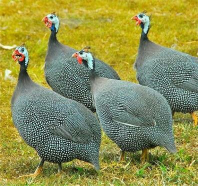 Kini chicken